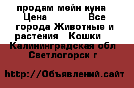 продам мейн куна › Цена ­ 15 000 - Все города Животные и растения » Кошки   . Калининградская обл.,Светлогорск г.